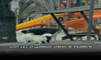 قوانین سگ‌گردانی در کشورهای مختلف و ایران.ببینید.
